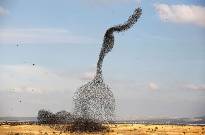 Starling Murmuration 14 Unusual Facts about Earth Can't Be Found Anywhere Else - 16