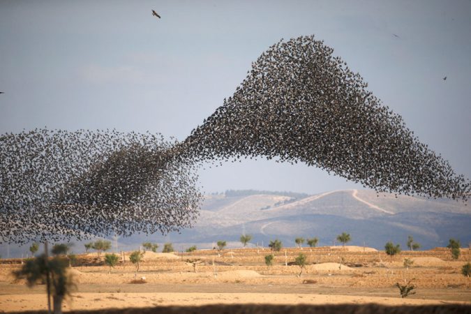 14 Unusual Facts about Earth Can't Be Found Anywhere Else 15 Starling Murmuration. 14 Unusual Facts about Earth Can't Be Found Anywhere Else - 15