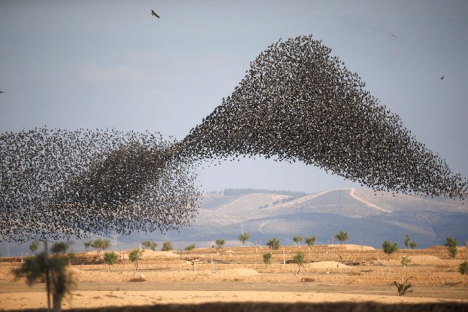 Starling Murmuration. 14 Unusual Facts about Earth Can't Be Found Anywhere Else - 15