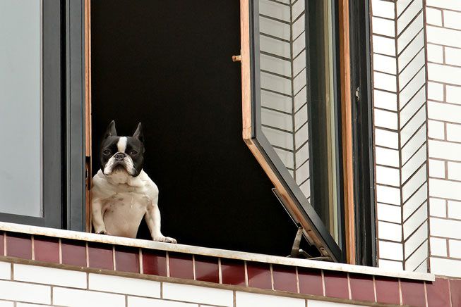 How to Travel without Worry 3 dog How to Travel without Worry - 3