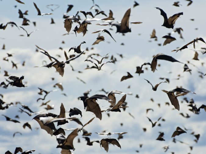 14 Unusual Facts about Earth Can't Be Found Anywhere Else 6 fruit bats migration 14 Unusual Facts about Earth Can't Be Found Anywhere Else - 6