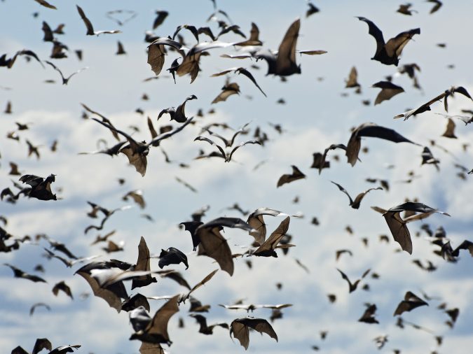 fruit bats migration 14 Unusual Facts about Earth Can't Be Found Anywhere Else - 6