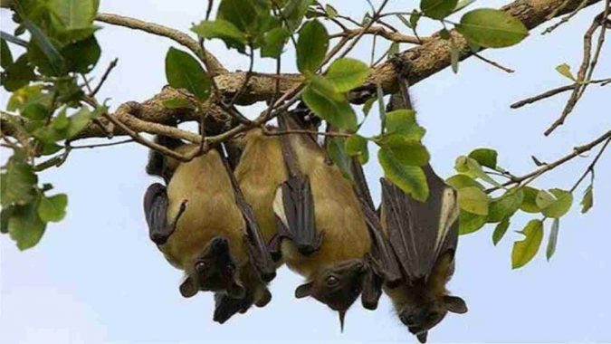 14 Unusual Facts about Earth Can't Be Found Anywhere Else 5 giant fruit bats 14 Unusual Facts about Earth Can't Be Found Anywhere Else - 5