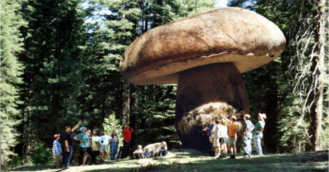 giant mushroom 1 14 Unusual Facts about Earth Can't Be Found Anywhere Else - 8