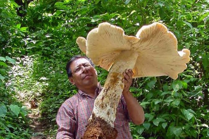 giant mushroom. 14 Unusual Facts about Earth Can't Be Found Anywhere Else - 7