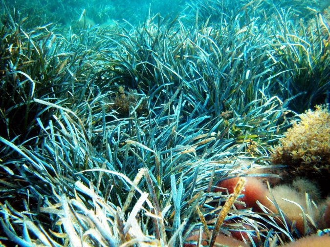 widespread seagrass Posidonia 14 Unusual Facts about Earth Can't Be Found Anywhere Else - 19