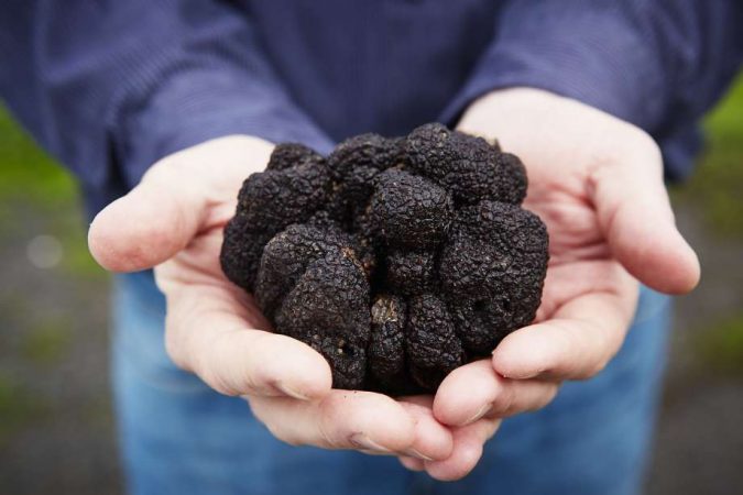 10 Most Luxury Dishes Only for Billionaires 18 Black Truffles 10 Most Luxury Dishes Only for Billionaires - 18