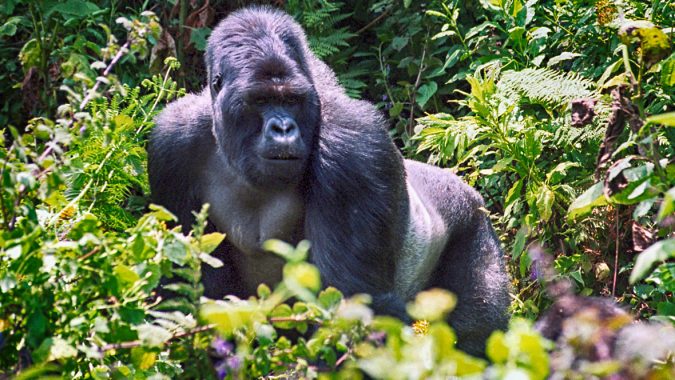 8 Best Travel Destinations in June 10 gorilla through steamy bamboo forests 8 Best Travel Destinations in June - 10