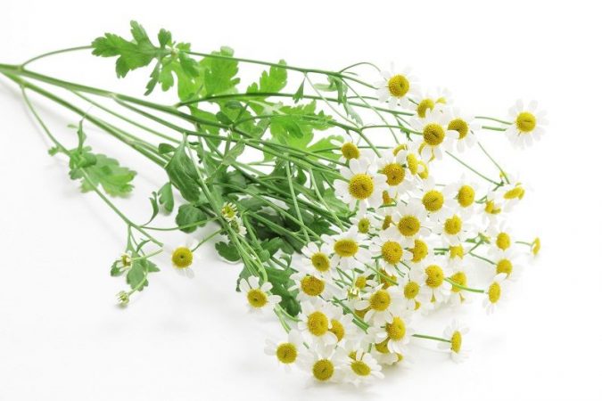 8 Natural Supplements You Should Add to Your Health Regimen 13 Feverfew Leaves and Flowers 8 Natural Supplements You Should Add to Your Health Regimen - 13