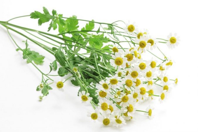 Feverfew-Leaves-and-Flowers-675x450 8 Natural Supplements You Should Add to Your Health Regimen