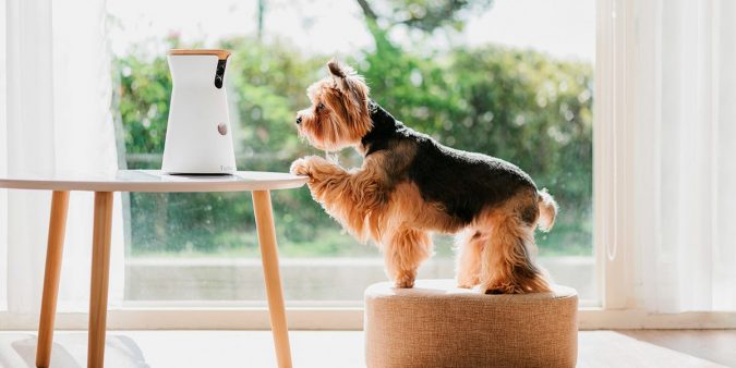Furbo Dog Camera. 5 Smart Home Items That Can Make Your Life Easier - 3