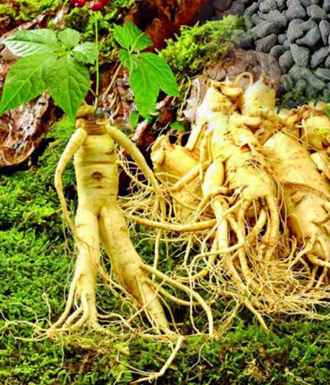 8 Natural Supplements You Should Add to Your Health Regimen 16 Ginseng 8 Natural Supplements You Should Add to Your Health Regimen - 16