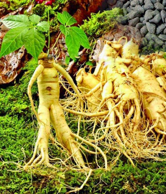 Ginseng 8 Natural Supplements You Should Add to Your Health Regimen - 16
