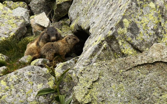 High Tatras Solovakia wildlife Top 5 European Holiday Destinations - 12