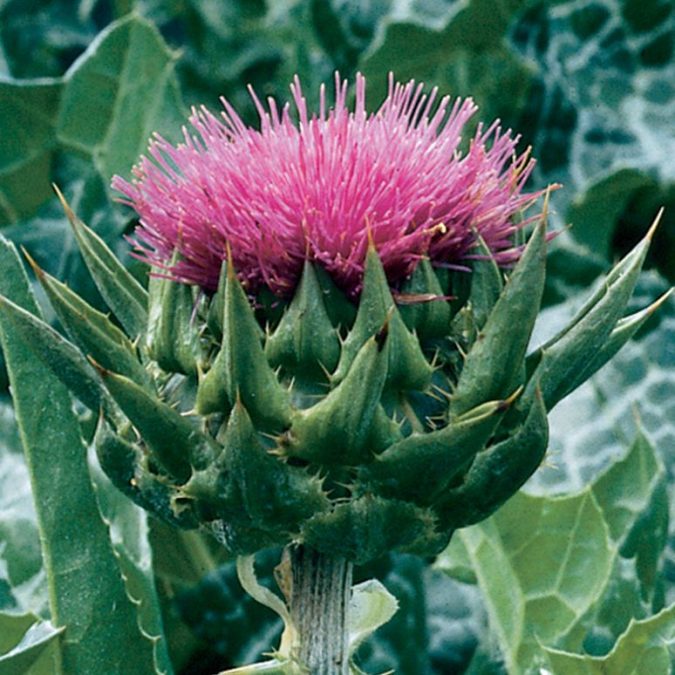 Milk Thistle 8 Natural Supplements You Should Add to Your Health Regimen - 14