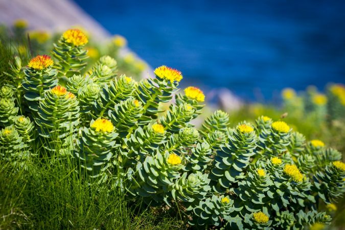 Rhodiola-Rosea-675x450 8 Natural Supplements You Should Add to Your Health Regimen