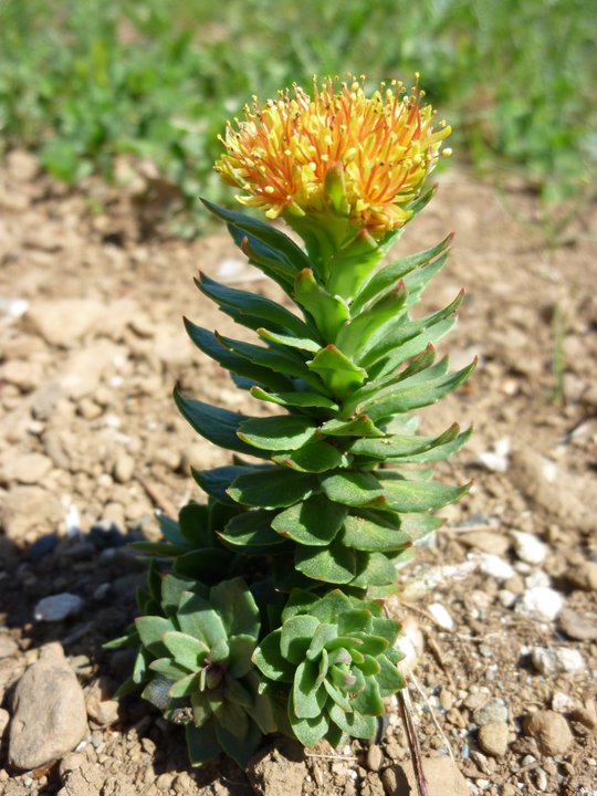 Rhodiola-Rosea. 8 Natural Supplements You Should Add to Your Health Regimen