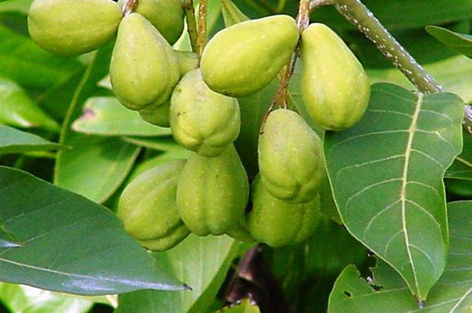 Terminalia Chebula 1 8 Natural Supplements You Should Add to Your Health Regimen - 4