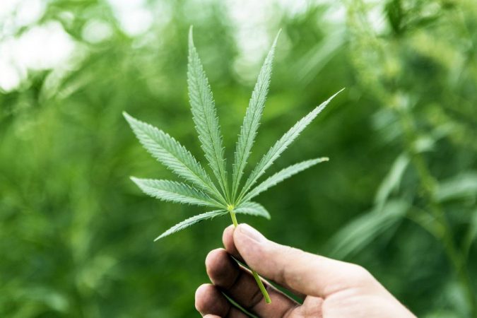 cannabis Top 10 Medical Benefits of Legal Cannabis - 1