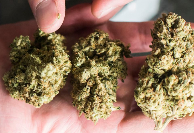 Top 10 Medical Benefits of Legal Cannabis 13 cannabis Top 10 Medical Benefits of Legal Cannabis - 6
