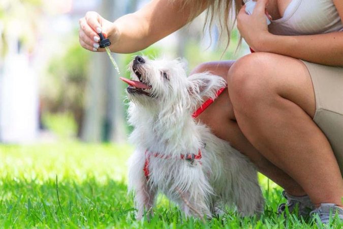 Top 15 Medical Uses of CBD Oil That You Should Know 19 CBD Oil for dogs Top 15 Medical Uses of CBD Oil That You Should Know - 19