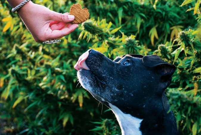 Top 15 Unusual Products of CBD That Worth Trying 29 CBD Pet Products Top 15 Unusual Products of CBD That Worth Trying - 29
