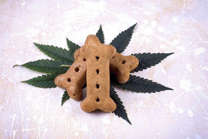 Top 15 Unusual Products of CBD That Worth Trying 28 CBD Pet Products. Top 15 Unusual Products of CBD That Worth Trying - 28