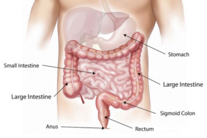 Digestive system Top 15 Medical Uses of CBD Oil That You Should Know - 3