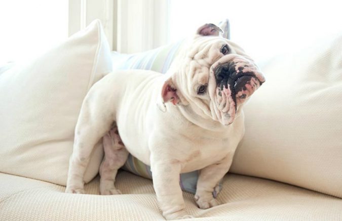 Top 15 Medical Uses of CBD Oil That You Should Know 18 dog pet Top 15 Medical Uses of CBD Oil That You Should Know - 18