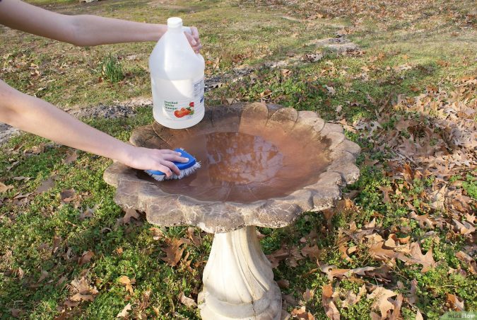 Cleaning Birdbaths Best 15 Natural Remedies for Getting Rid of Pests in Your House - 15