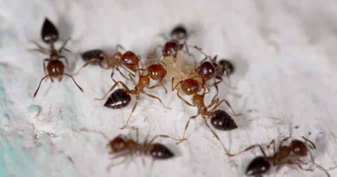DE Diatomaceous Earth to get rid of ants Best 15 Natural Remedies for Getting Rid of Pests in Your House - 14