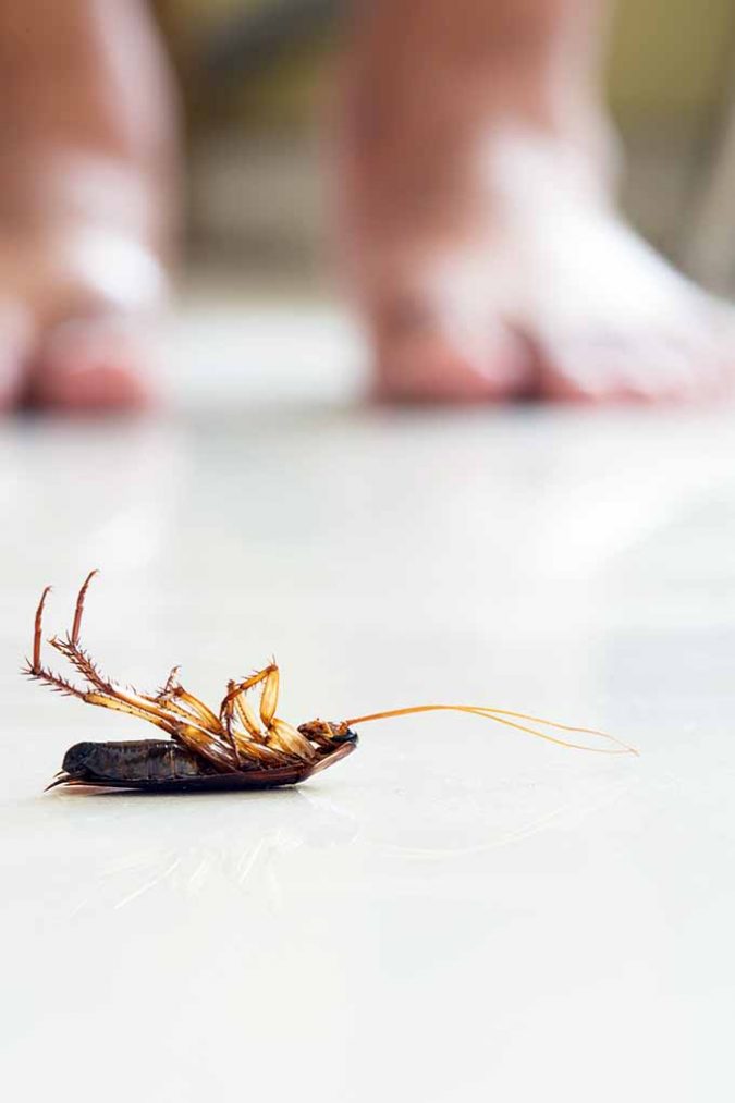 Getting Rid of Cockroaches in Your Kitchen Forever Best 15 Natural Remedies for Getting Rid of Pests in Your House - 20