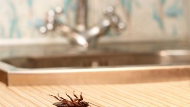 Removing Pests Best 15 Natural Remedies for Getting Rid of Pests in Your House - 113