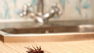 Removing Pests Best 15 Natural Remedies for Getting Rid of Pests in Your House - 15