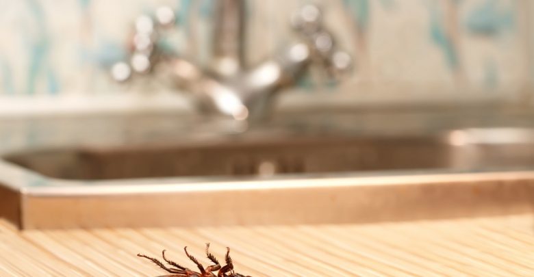 Removing Pests Best 15 Natural Remedies for Getting Rid of Pests in Your House - control home pests 1