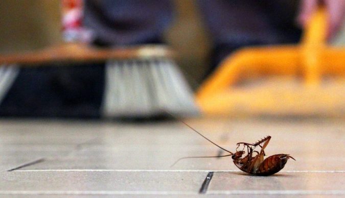 Removing Pests Best 15 Natural Remedies for Getting Rid of Pests in Your House - 2