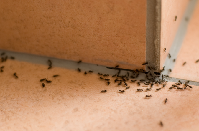 ants Best 15 Natural Remedies for Getting Rid of Pests in Your House - 6