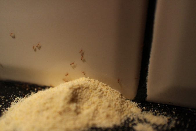 ants on cornmeal Best 15 Natural Remedies for Getting Rid of Pests in Your House - 26