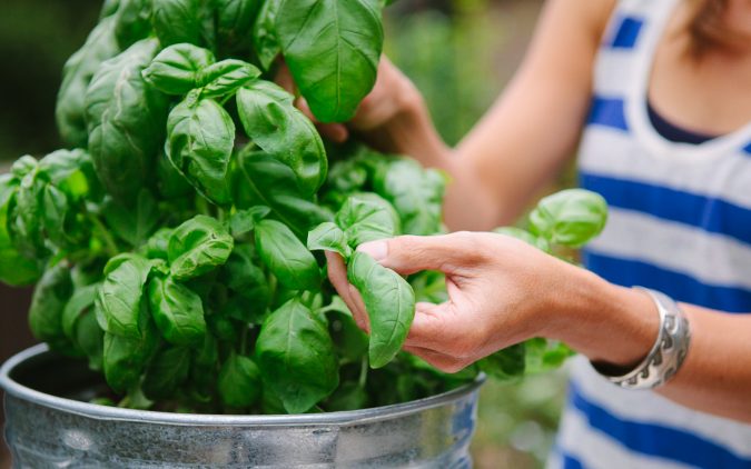 basil Best 15 Natural Remedies for Getting Rid of Pests in Your House - 29