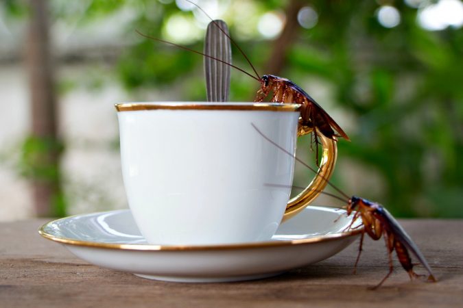 cockroaches and coffee Best 15 Natural Remedies for Getting Rid of Pests in Your House - 23