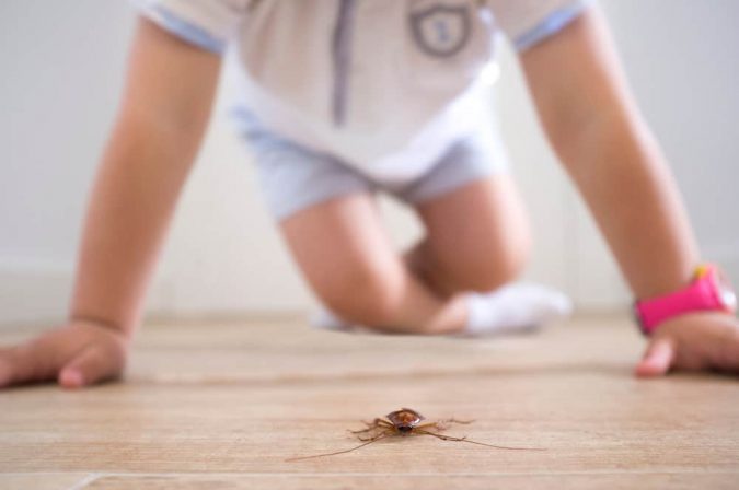 home pests Best 15 Natural Remedies for Getting Rid of Pests in Your House - 12