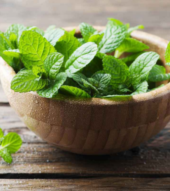 mint leaves 1 Best 15 Natural Remedies for Getting Rid of Pests in Your House - 11