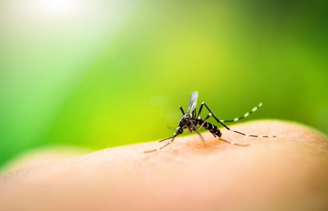 repel mosquitoes Best 15 Natural Remedies for Getting Rid of Pests in Your House - 30