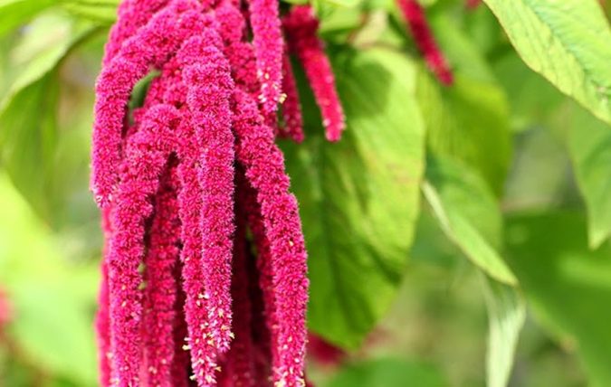 Amaranthus. 15 Annuals That Bloom All Summer - 12