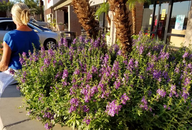 Angelonia 15 Annuals That Bloom All Summer - 2