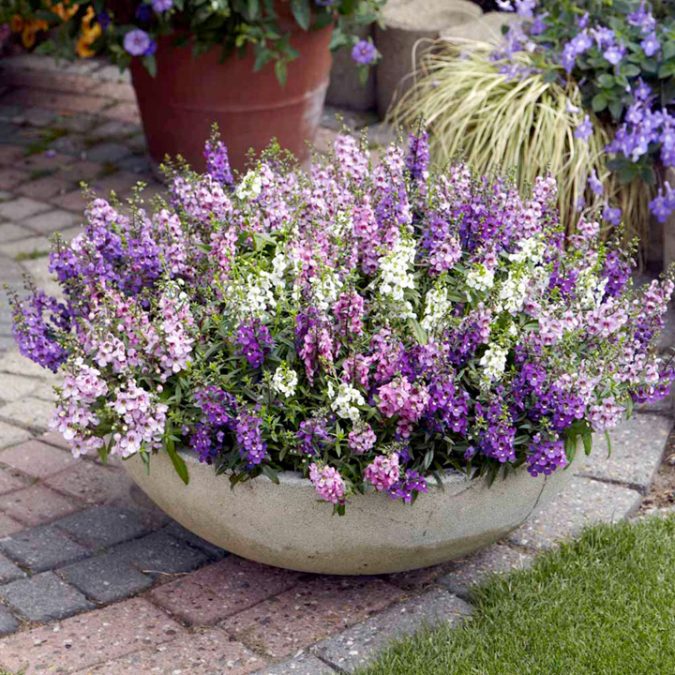 Angelonia. 15 Annuals That Bloom All Summer - 1