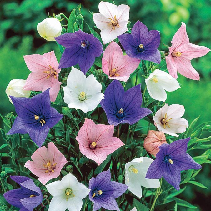 Balloon Flower 15 Annuals That Bloom All Summer - 20