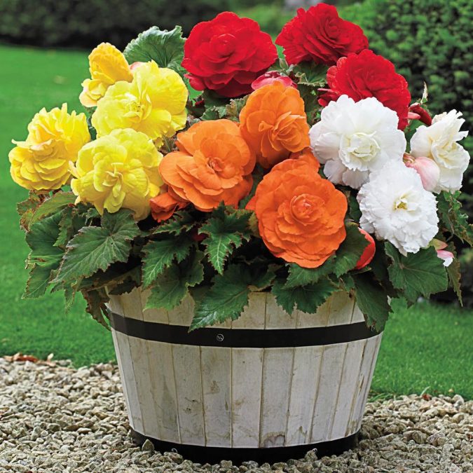 Begonias 15 Annuals That Bloom All Summer - 3