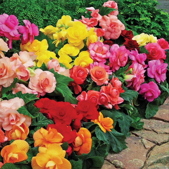 Begonias.-675x675 15 Annuals That Bloom All Summer