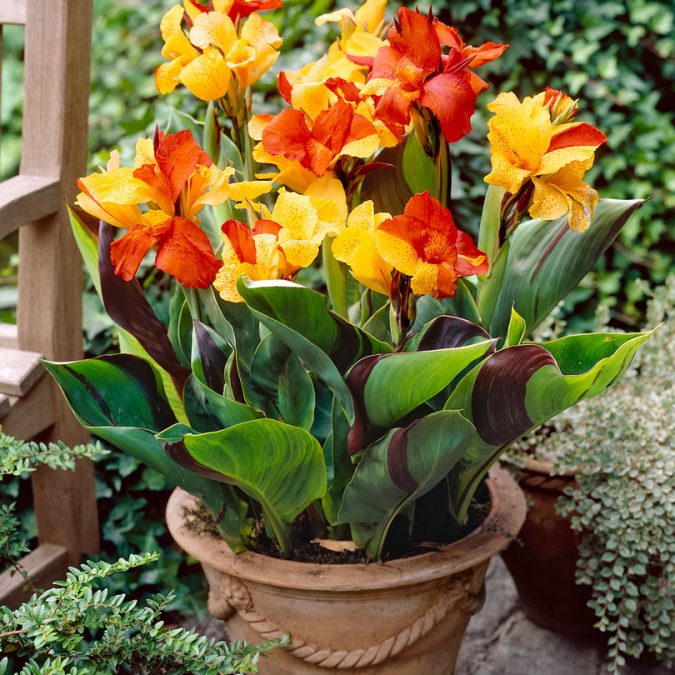 Canna Lilies 15 Annuals That Bloom All Summer - 15